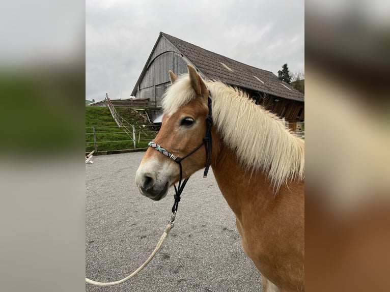 Haflinger / Avelignese Giumenta 8 Anni 152 cm Sauro in Einsiedeln