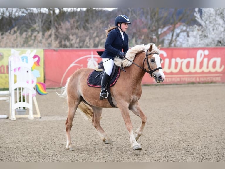 Haflinger / Avelignese Mix Giumenta 8 Anni in Feldbach