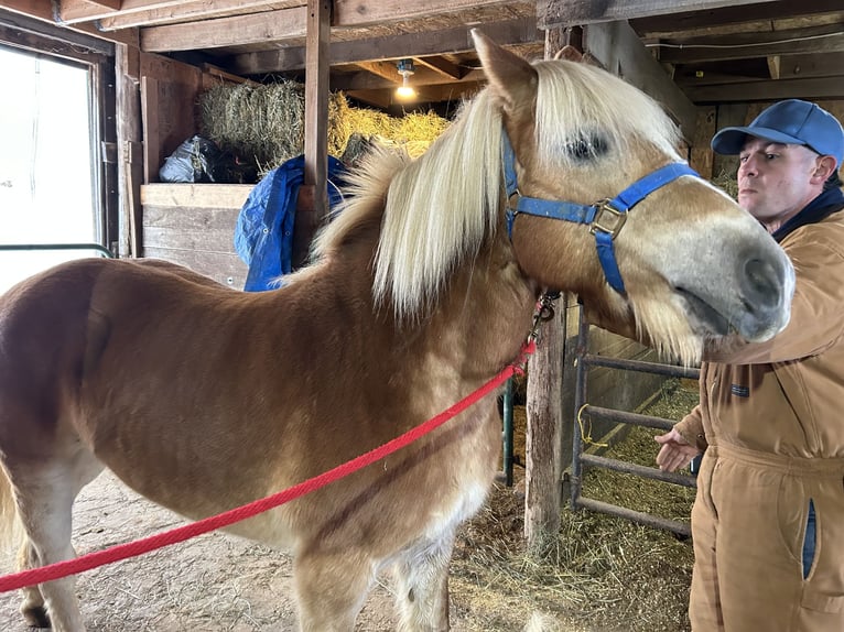 Haflinger / Avelignese Giumenta 9 Anni 142 cm Palomino in Lesage WV