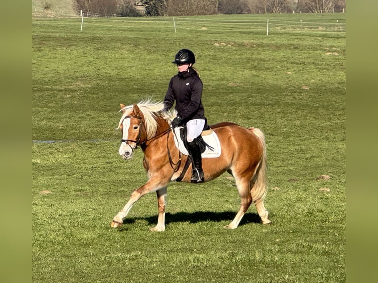 Haflinger / Avelignese Giumenta 9 Anni 144 cm Sauro in Ganschow