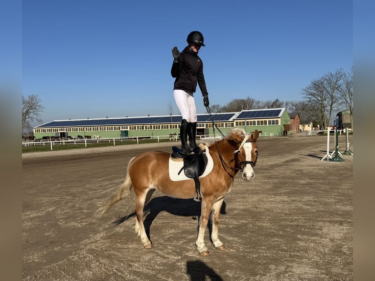 Haflinger / Avelignese Giumenta 9 Anni 144 cm Sauro in Ganschow