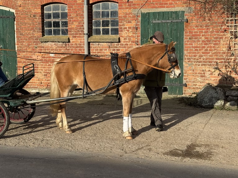 Haflinger / Avelignese Giumenta 9 Anni 144 cm Sauro in Ganschow