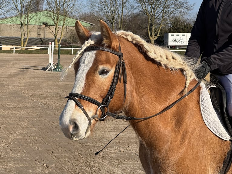 Haflinger / Avelignese Giumenta 9 Anni 144 cm Sauro in Ganschow