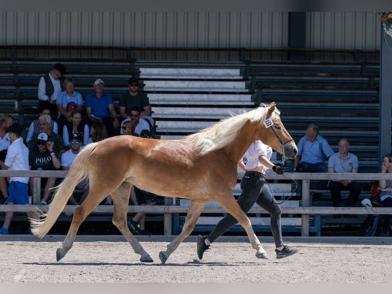 Haflinger / Avelignese Giumenta 9 Anni 146 cm Sauro in Bürserberg