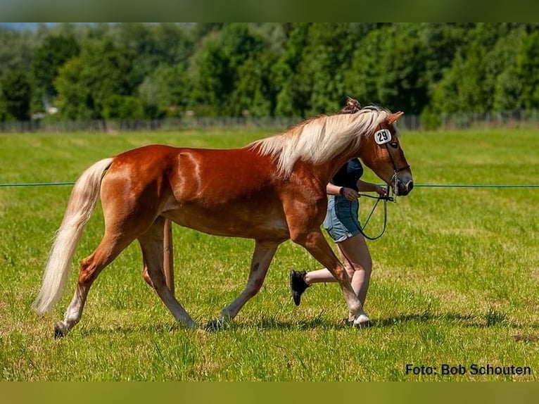 Haflinger / Avelignese Giumenta 9 Anni 146 cm Sauro in Bürserberg