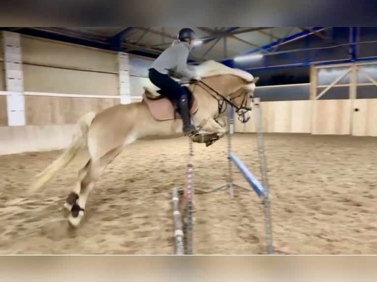 Haflinger / Avelignese Giumenta 9 Anni 148 cm Sauro in Pelmberg