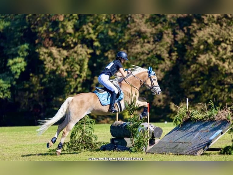 Haflinger / Avelignese Giumenta 9 Anni 148 cm Sauro in Pelmberg