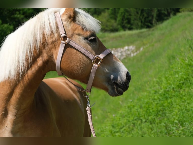 Haflinger / Avelignese Giumenta 9 Anni 150 cm in Villach-Innere Stadt