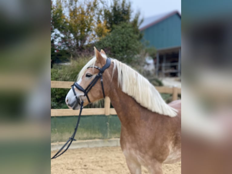 Haflinger / Avelignese Giumenta 9 Anni 150 cm Sauro in Iggingen