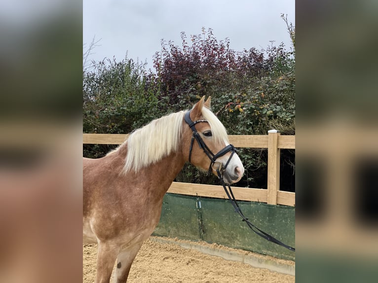 Haflinger / Avelignese Giumenta 9 Anni 150 cm Sauro in Iggingen