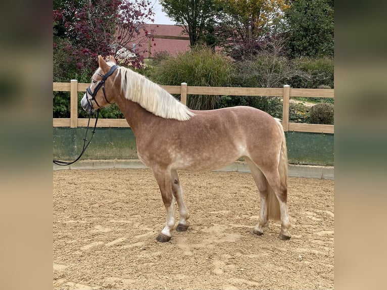 Haflinger / Avelignese Giumenta 9 Anni 150 cm Sauro in Iggingen