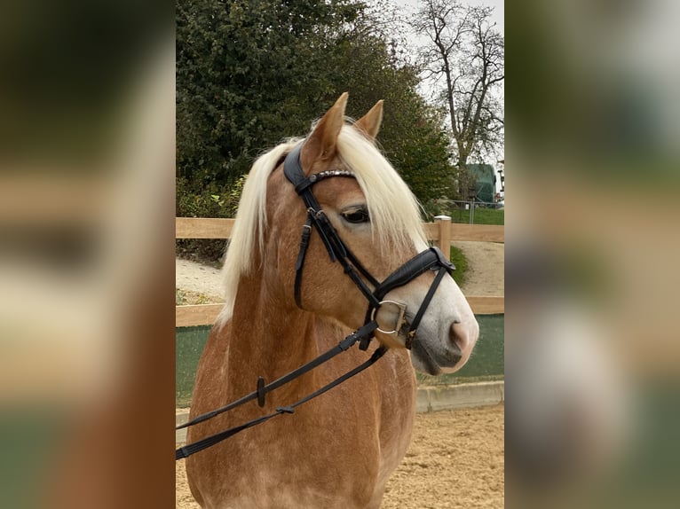 Haflinger / Avelignese Giumenta 9 Anni 150 cm Sauro in Iggingen