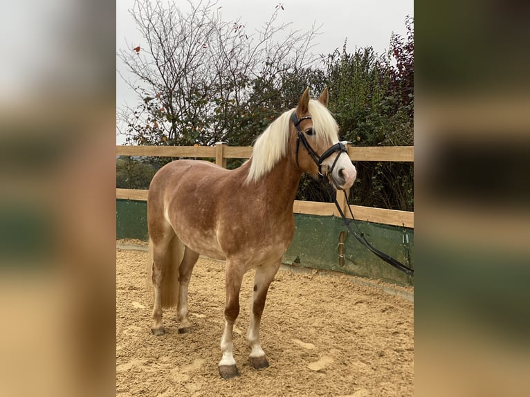 Haflinger / Avelignese Giumenta 9 Anni 150 cm Sauro in Iggingen