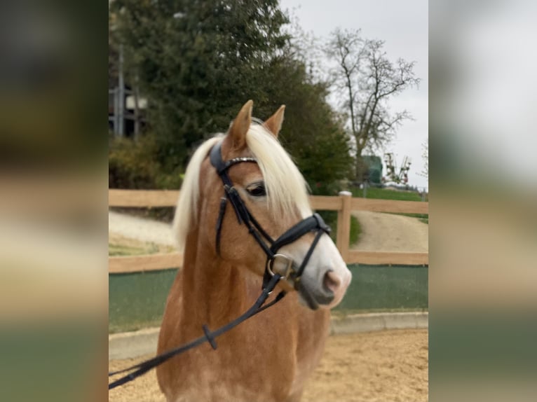 Haflinger / Avelignese Giumenta 9 Anni 150 cm Sauro in Iggingen