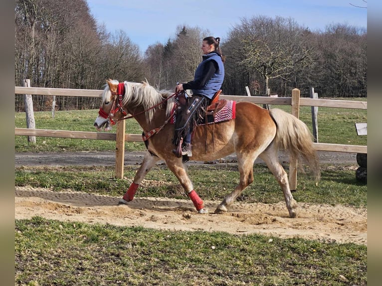 Haflinger / Avelignese Giumenta 9 Anni 154 cm Sauro in Linkenbach