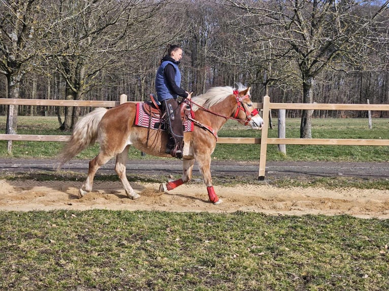 Haflinger / Avelignese Giumenta 9 Anni 154 cm Sauro in Linkenbach