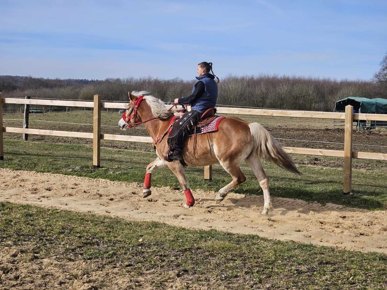 Haflinger / Avelignese Giumenta 9 Anni 154 cm Sauro in Linkenbach