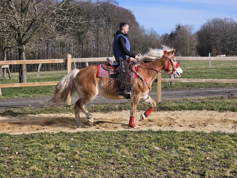 Haflinger / Avelignese Giumenta 9 Anni 154 cm Sauro in Linkenbach