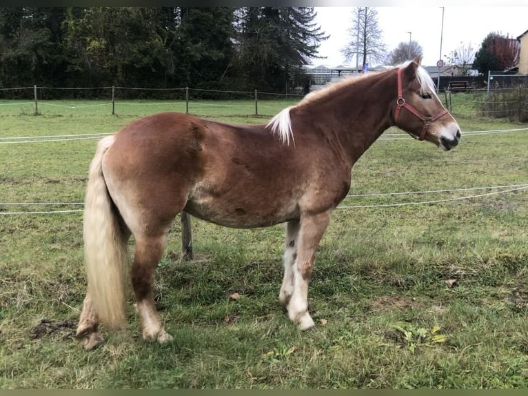 Haflinger / Avelignese Giumenta 9 Anni 155 cm Sauro in Mainbernheim