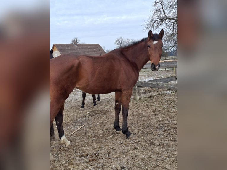 Haflinger / Avelignese Giumenta 9 Anni 165 cm in Haag Dorf