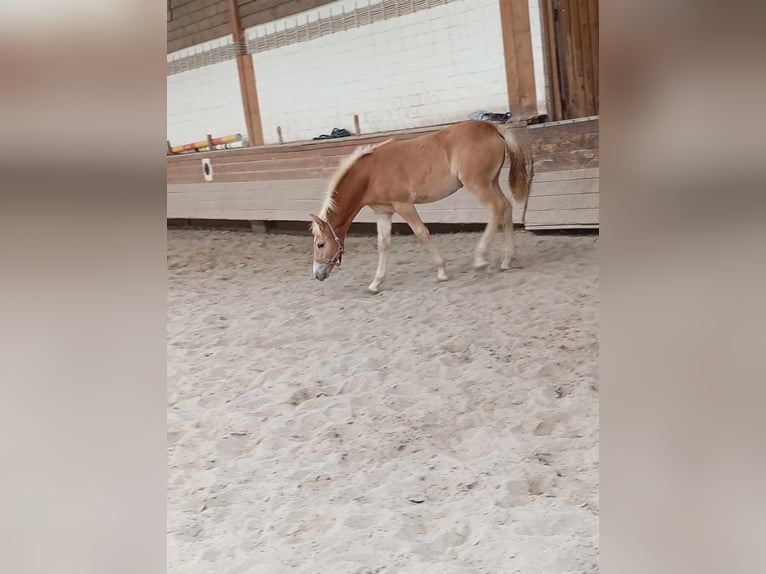 Haflinger / Avelignese Giumenta Puledri
 (05/2024) 127 cm Sauro in Kupferzell