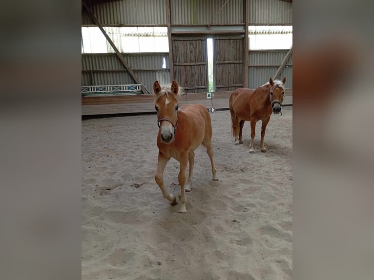 Haflinger / Avelignese Giumenta Puledri
 (05/2024) 127 cm Sauro in Kupferzell