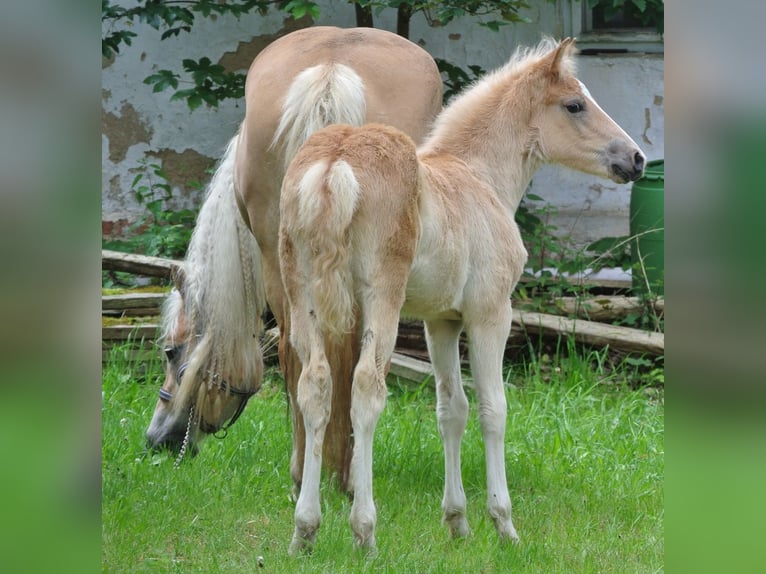 Haflinger / Avelignese Giumenta Puledri
 (04/2024) 148 cm in Groß Siegharts