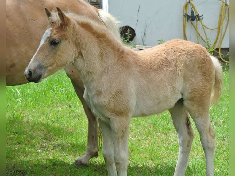 Haflinger / Avelignese Giumenta Puledri
 (04/2024) 148 cm in Groß Siegharts