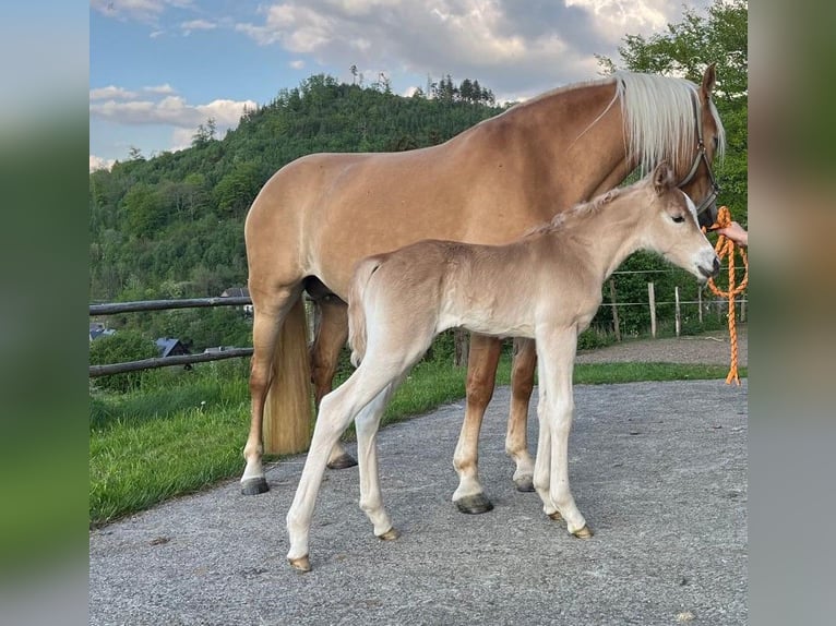 Haflinger / Avelignese Giumenta  152 cm Sauro in Willingen (Upland)