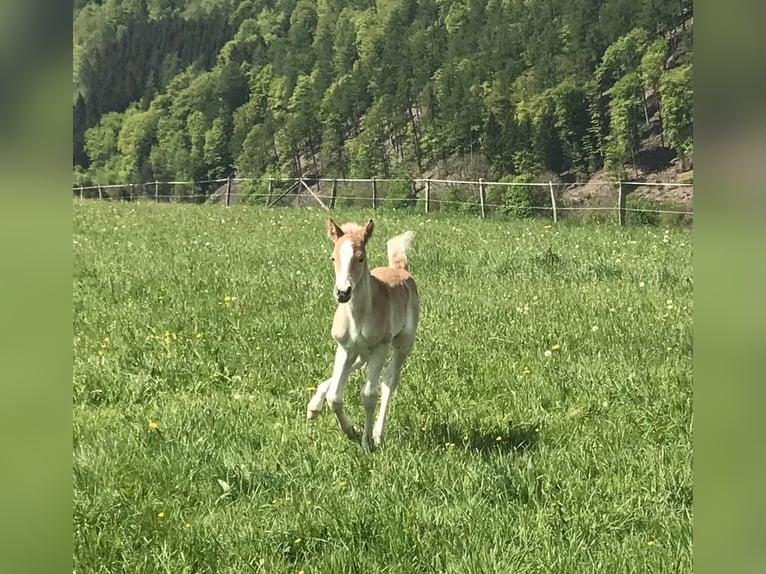 Haflinger / Avelignese Giumenta  152 cm Sauro in Willingen (Upland)