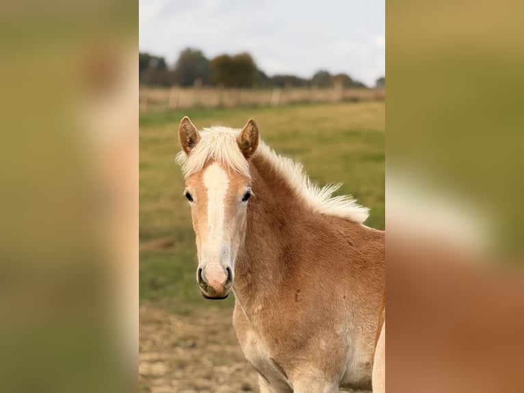 Haflinger / Avelignese Giumenta Puledri (04/2024) 154 cm Sauro in Staufenberg