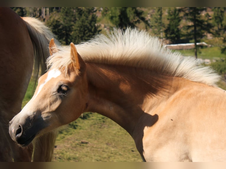 Haflinger / Avelignese Giumenta Puledri (04/2024) in Bozen