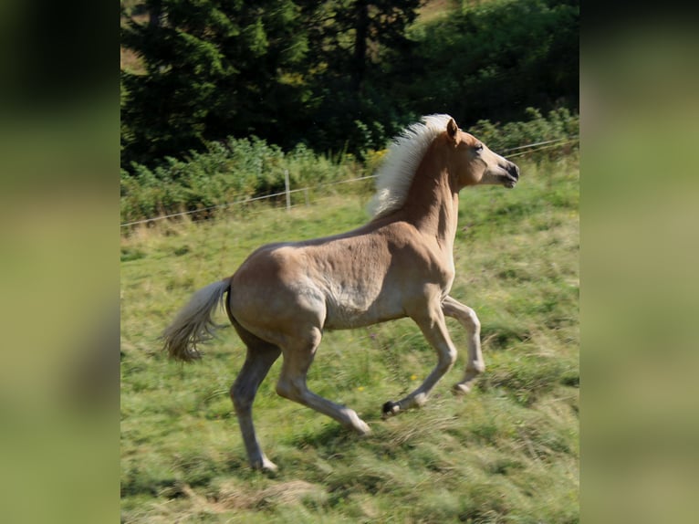 Haflinger / Avelignese Giumenta Puledri (04/2024) in Bozen