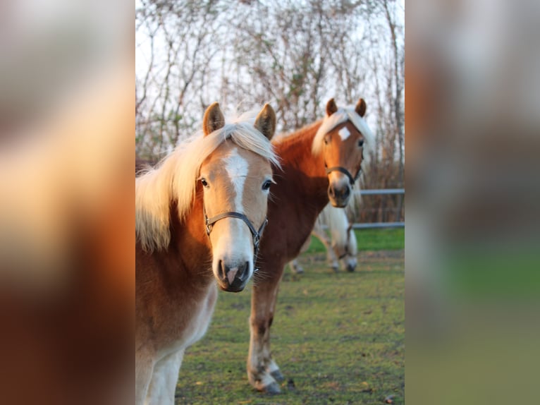 Haflinger / Avelignese Giumenta Puledri (03/2024) in Wallern