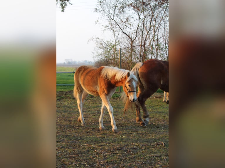 Haflinger / Avelignese Giumenta Puledri (03/2024) in Wallern