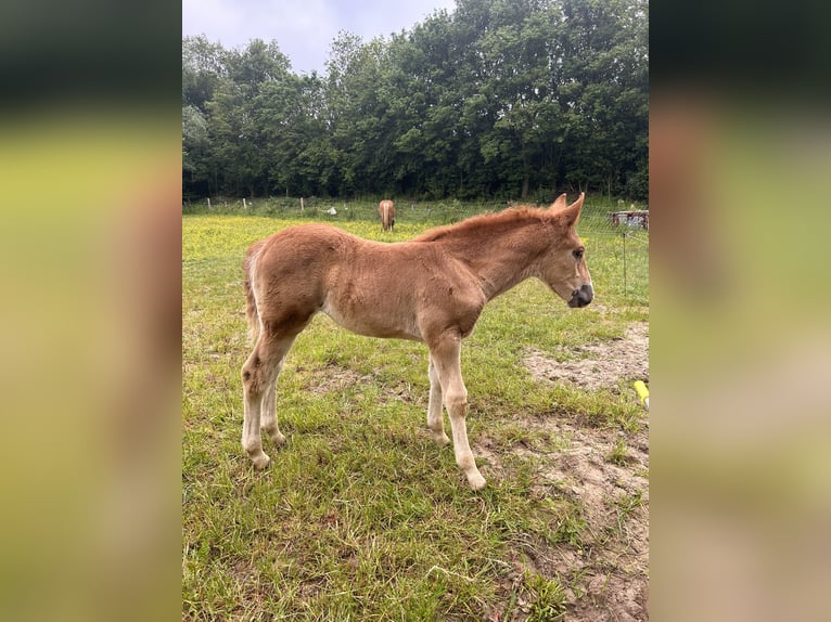 Haflinger / Avelignese Mix Giumenta Puledri
 (04/2024) Palomino in Velserbroek