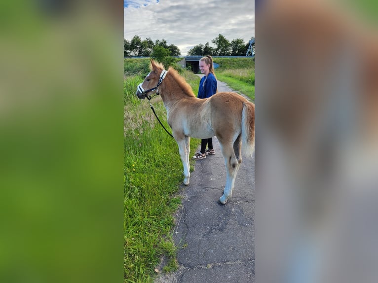 Haflinger / Avelignese Mix Giumenta Puledri
 (04/2024) Palomino in Velserbroek