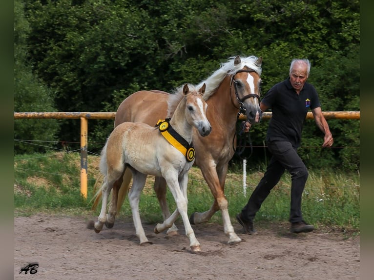 Haflinger / Avelignese Giumenta Puledri (05/2024) Sauro in Meckenbach