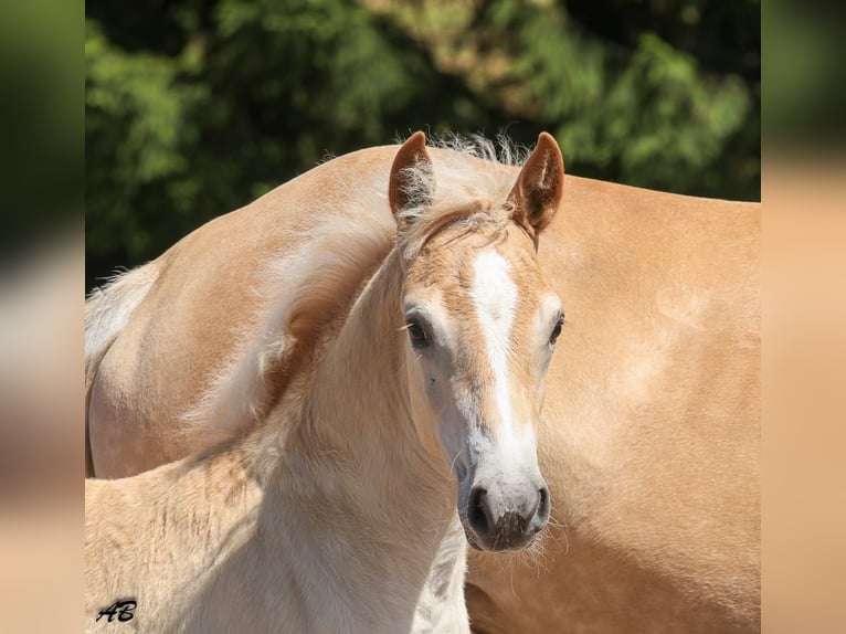 Haflinger / Avelignese Giumenta Puledri (05/2024) Sauro in Meckenbach