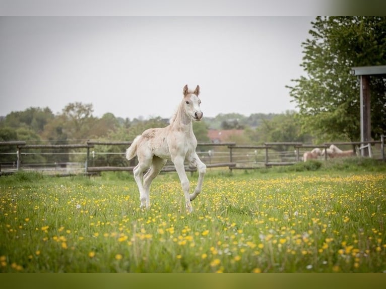 Haflinger / Avelignese Giumenta Puledri
 (04/2024) Sauro in Karlsbad