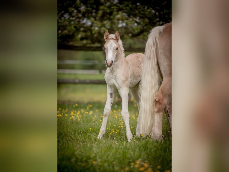 Haflinger / Avelignese Giumenta Puledri
 (04/2024) Sauro in Karlsbad