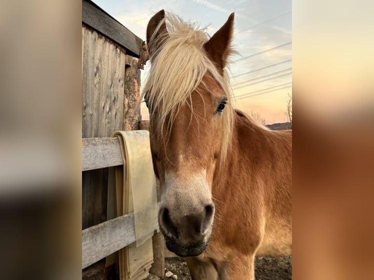 Haflinger / Avelignese Stallone 14 Anni 159 cm Baio chiaro in Straßwalchen