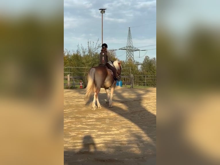 Haflinger / Avelignese Stallone 14 Anni 159 cm Baio chiaro in Straßwalchen