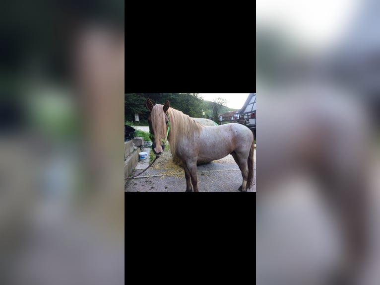 Haflinger / Avelignese Mix Stallone 18 Anni 145 cm Sauro ciliegia in Bad Überkingen