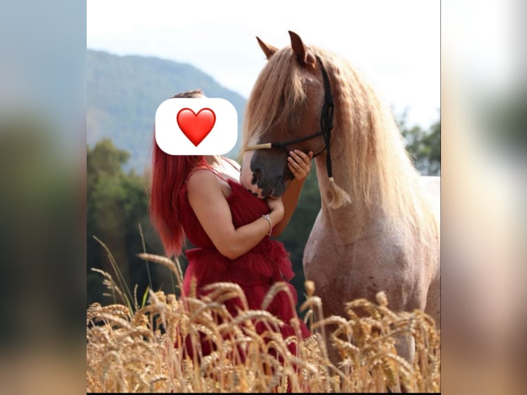 Haflinger / Avelignese Mix Stallone 18 Anni 145 cm Sauro ciliegia in Bad Überkingen