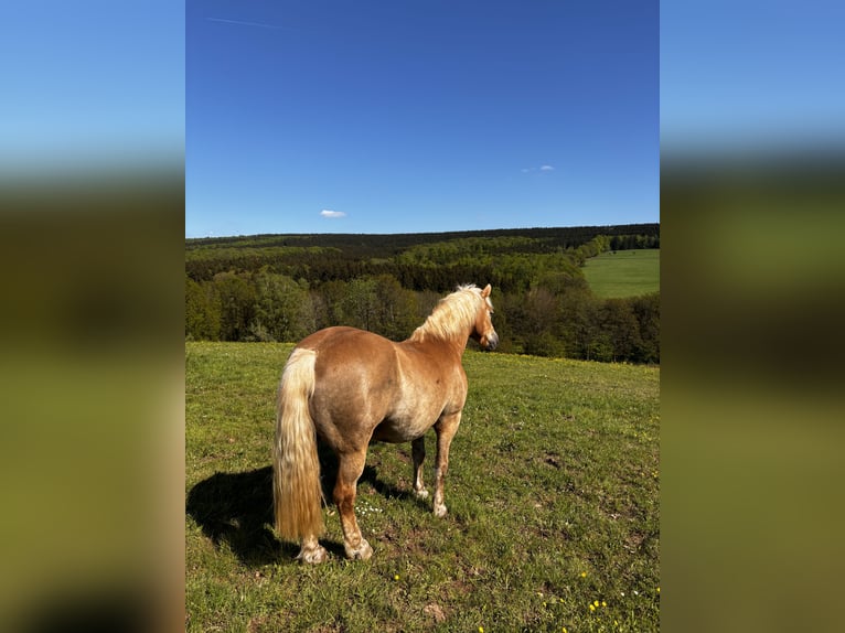 Haflinger / Avelignese Stallone 19 Anni 160 cm Baio chiaro in Heddert