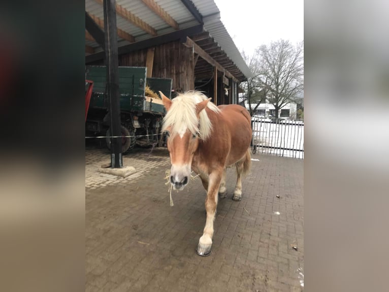 Haflinger / Avelignese Stallone 19 Anni 160 cm Baio chiaro in Heddert