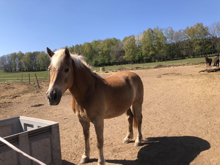 Haflinger / Avelignese Stallone 19 Anni 160 cm Baio chiaro in Heddert