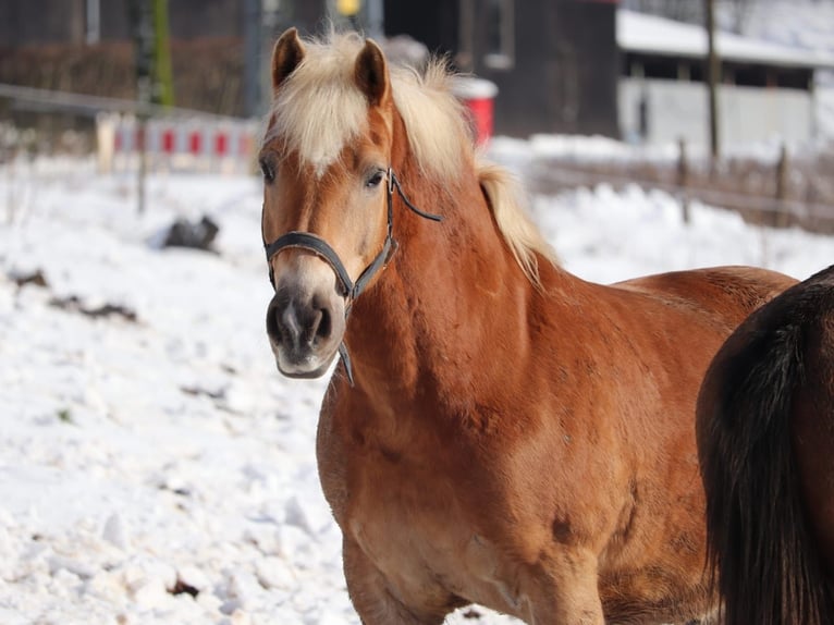 Haflinger / Avelignese Stallone 19 Anni 160 cm Baio chiaro in Heddert