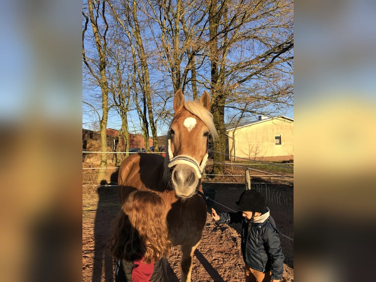 Haflinger / Avelignese Stallone 19 Anni 160 cm Baio chiaro in Heddert